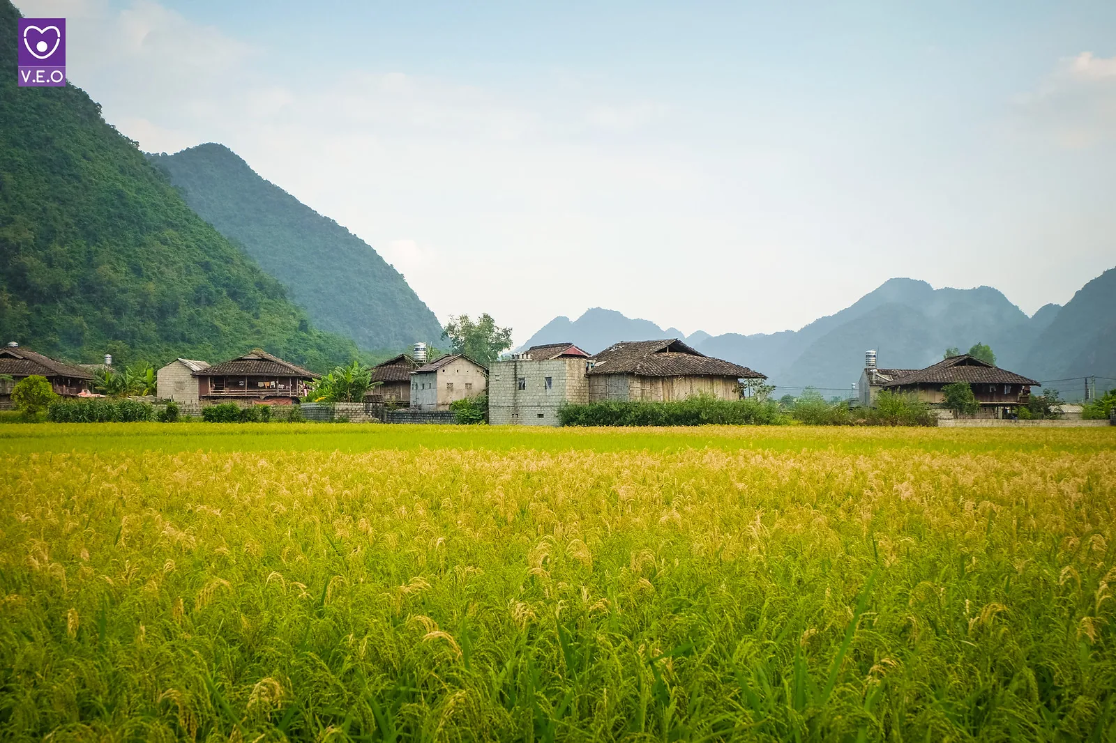 Mùa lúa chín tại Bắc Sơn phụ thuộc vào lịch canh tác và điều kiện thời tiết từng năm.