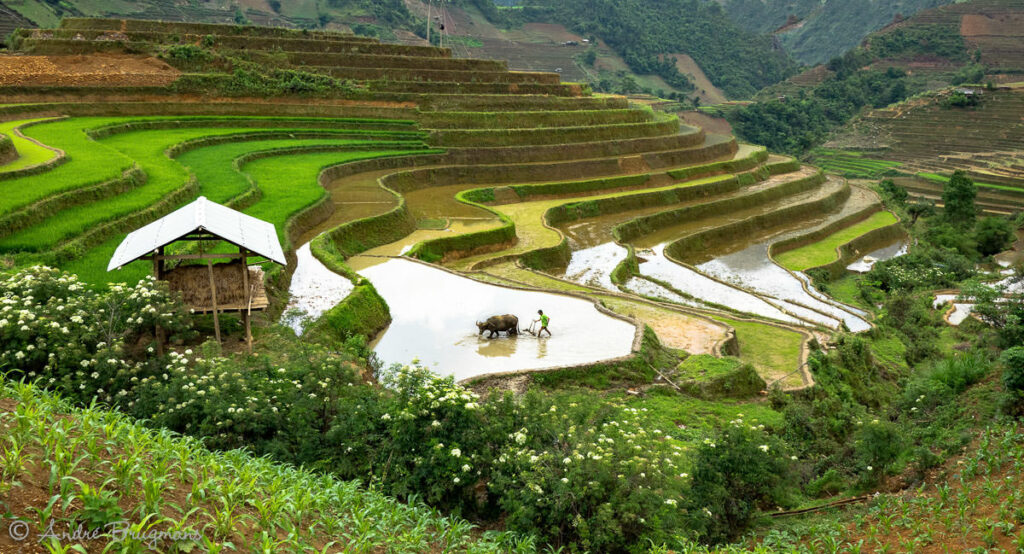 mù cang chải mùa nước đổ