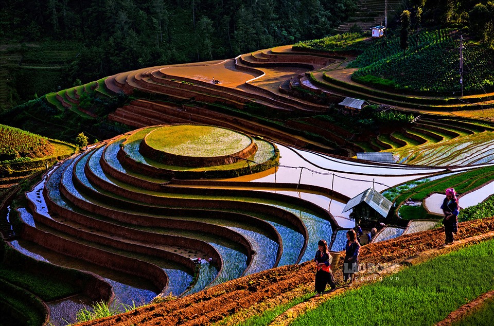mù cang chải mùa nước đổ