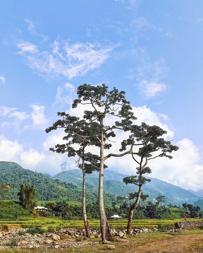 bản lìm thái