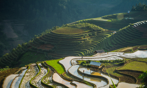 mù cang chải mùa nước đổ