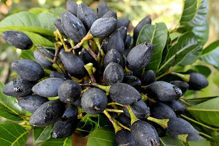 trám nếp đen