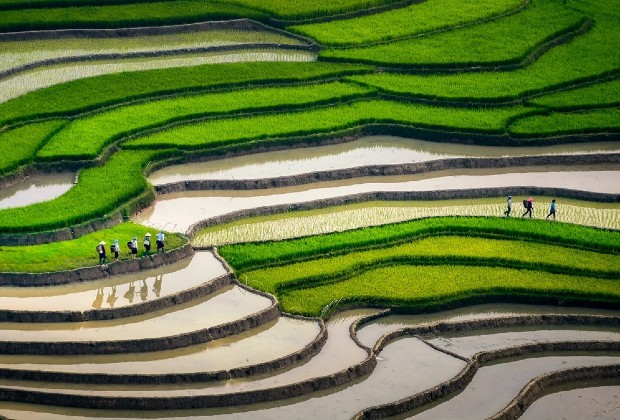ruộng bậc thang đèo khau phạ