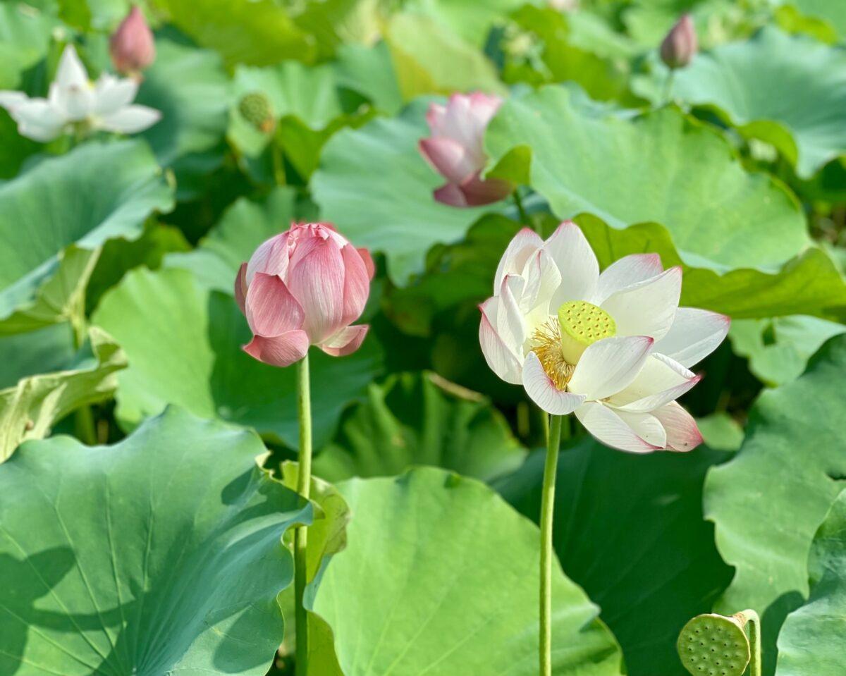 Bắc Sơn tháng 6 - Những cánh đồng sen nở rộ giữa cái nắng mùa hạ