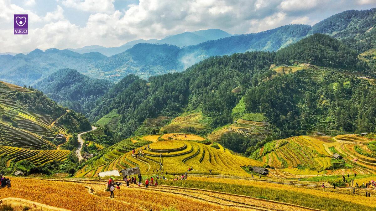 Đồi mâm xôi La Pán Tẩn - Điểm đến check-in mùa vàng hot nhất Mù Cang Chải