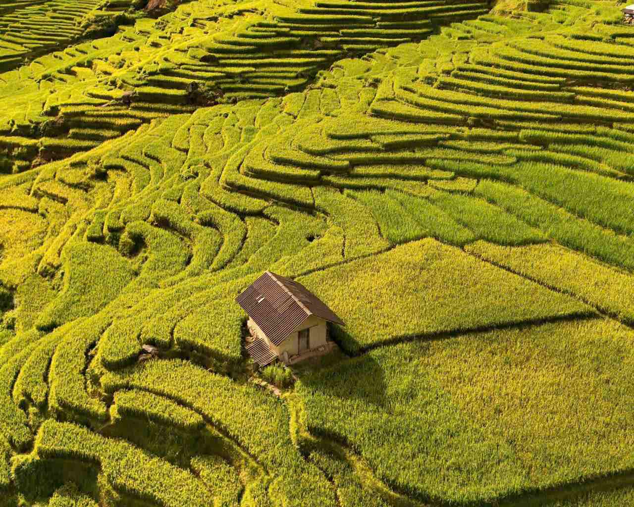 Kinh nghiệm du lịch Tả Van Sa Pa mùa lúa chín chi tiết nhất