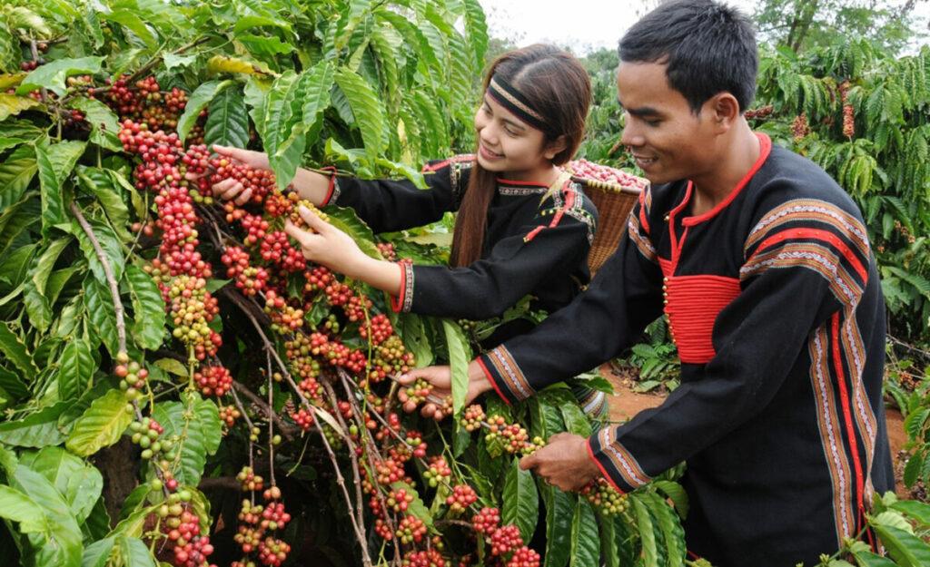 Du khách sẽ được trải nghiệm 1 ngày học cách trồng và chế biến cà phê tại Đắk Lắk