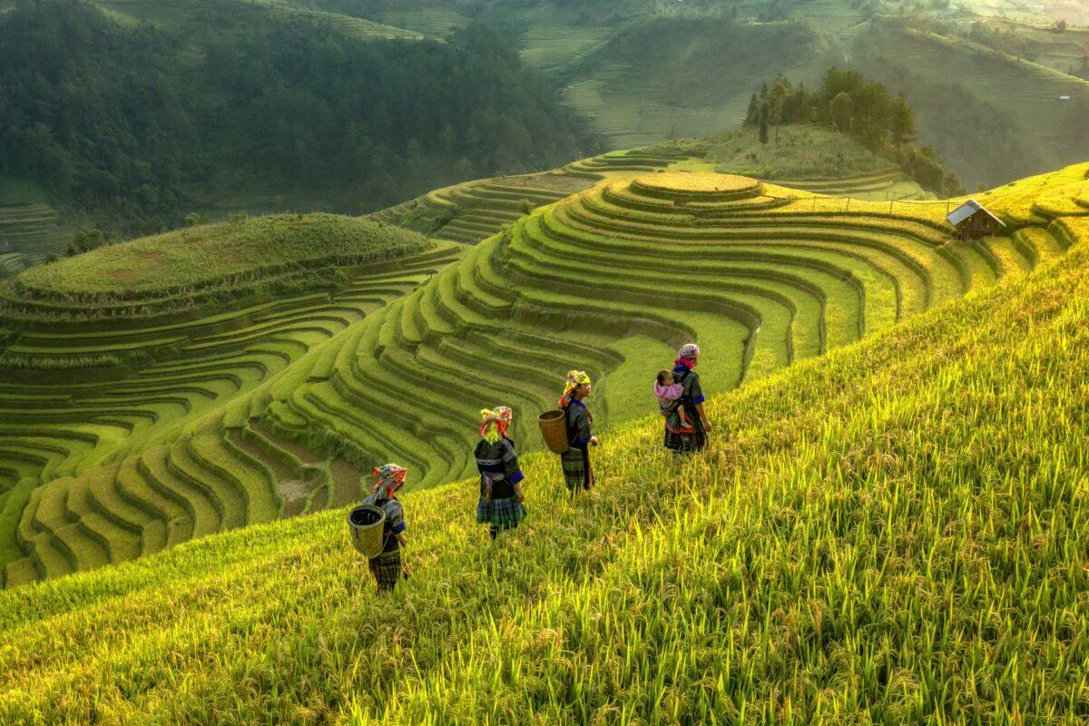 Kinh nghiệm du lịch Đồi Mâm Xôi - Mù Cang Chải chi tiết nhất