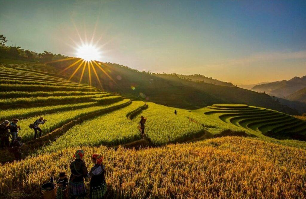Mùa lúa chín chính là lúc Mù Cang Chải đẹp nhất và trở thành địa điểm “check-in” không thể bỏ qua cho những ai đam mê chụp ảnh.