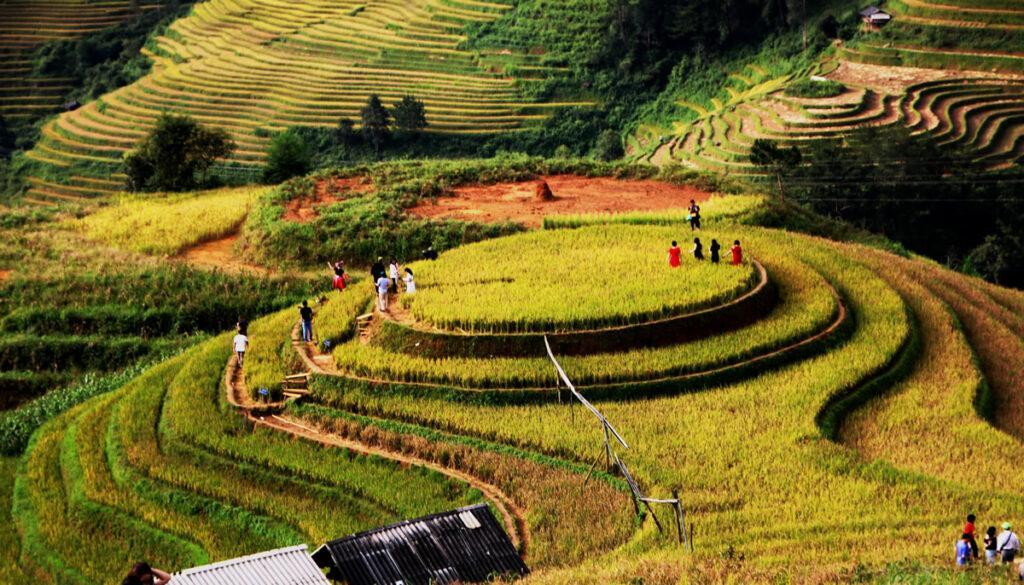 Đến Đồi Mâm Xôi La Pán Tẩn vào mùa lúa chín, bạn sẽ được thưởng thức bức tranh thiên nhiên tuyệt đẹp
