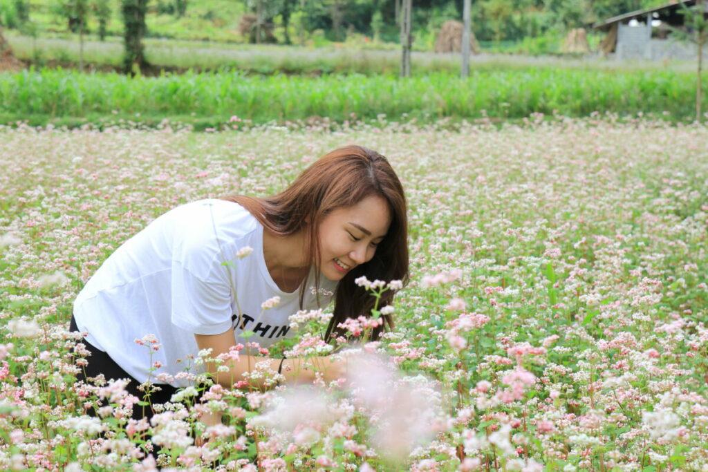 Hoa tam giác mạch nở rộ tháng 10 tại Hà Giang